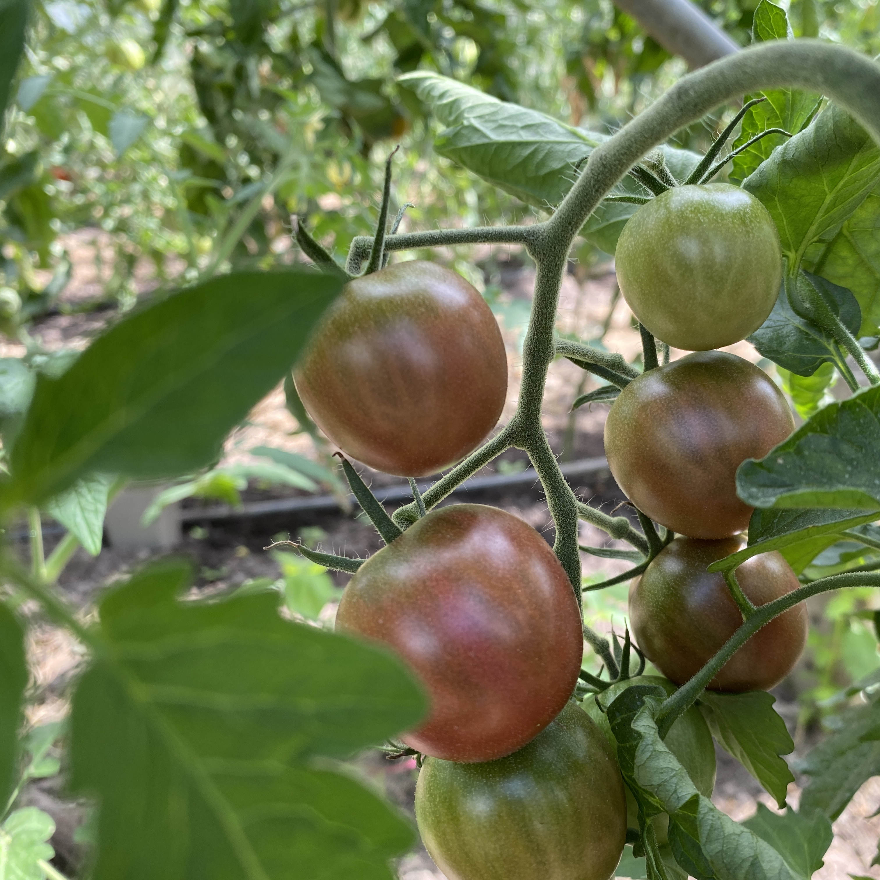 Tomatensaatgut Aromastar