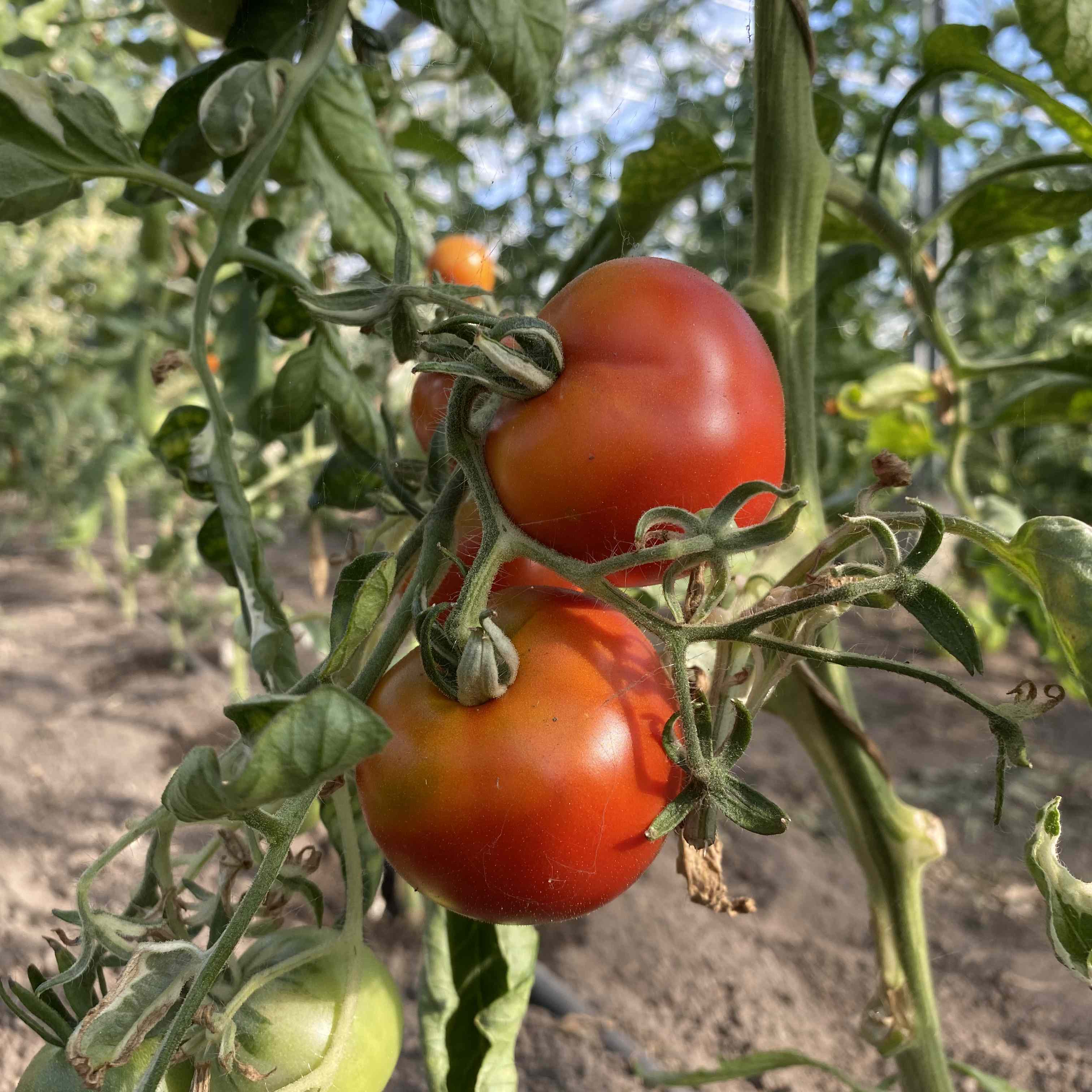 Tomatensaatgut Variegated