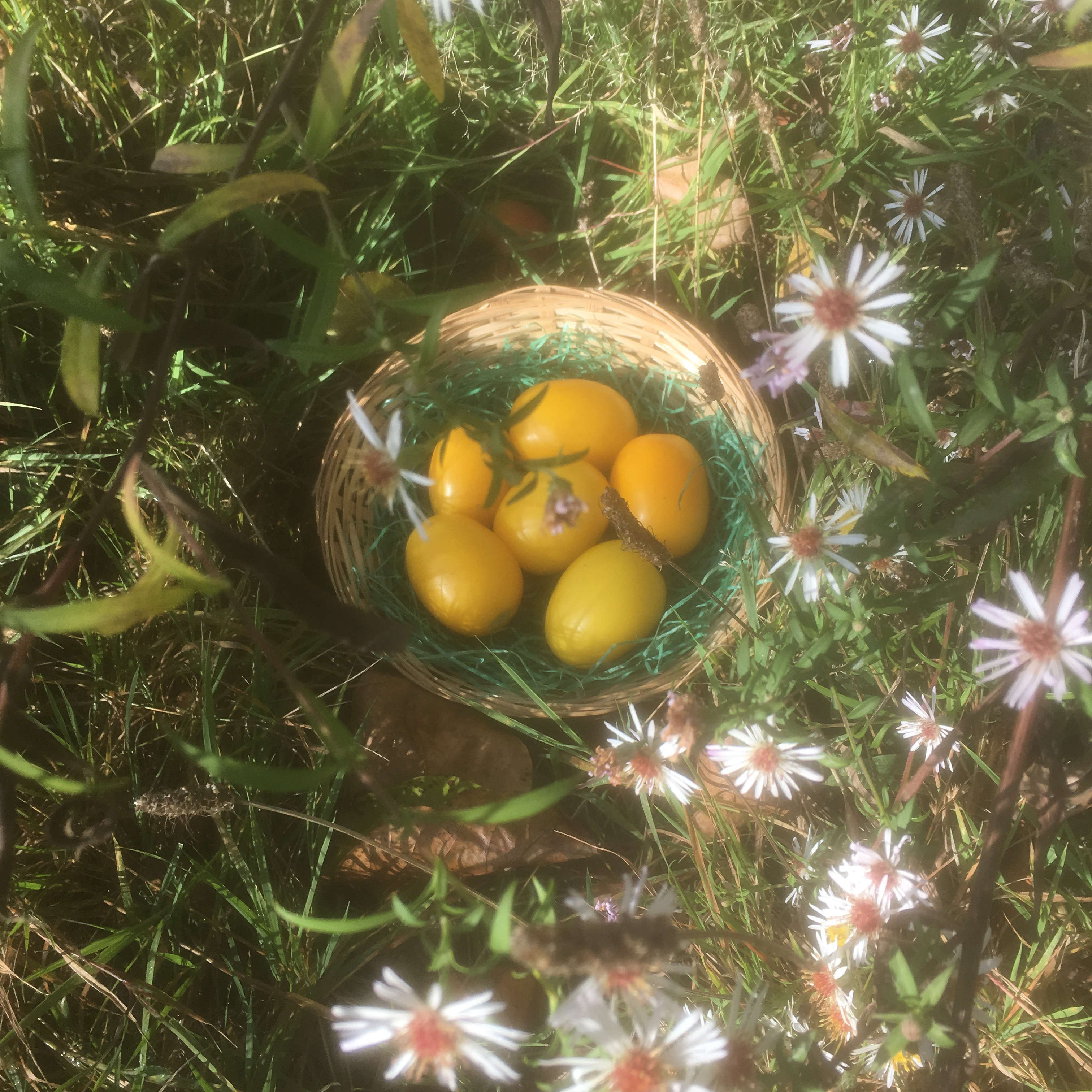 Tomatensaatgut Plum Lemon