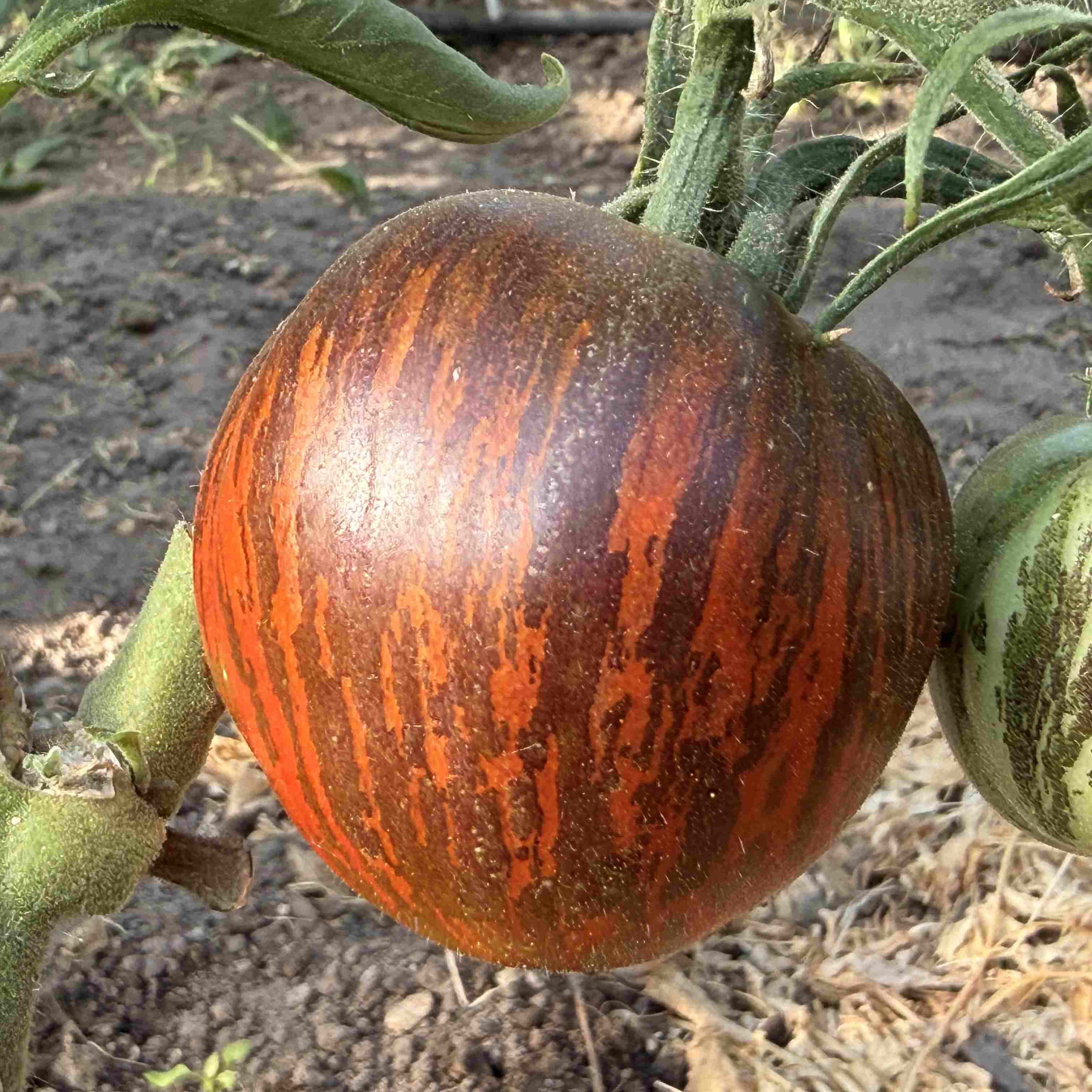 Tomatensaatgut E-Swamp