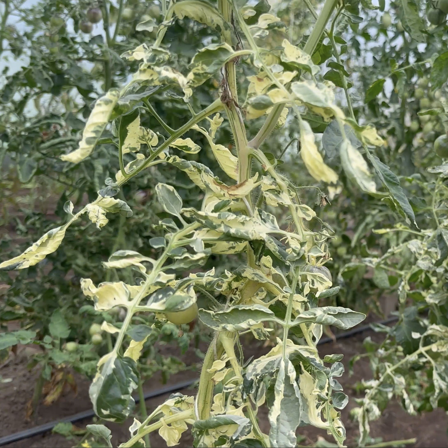 Tomatensaatgut E-Pørl Gelb
