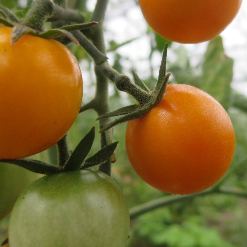 Orange Cherry Tomatenvielfalt mit echtem Geschmack