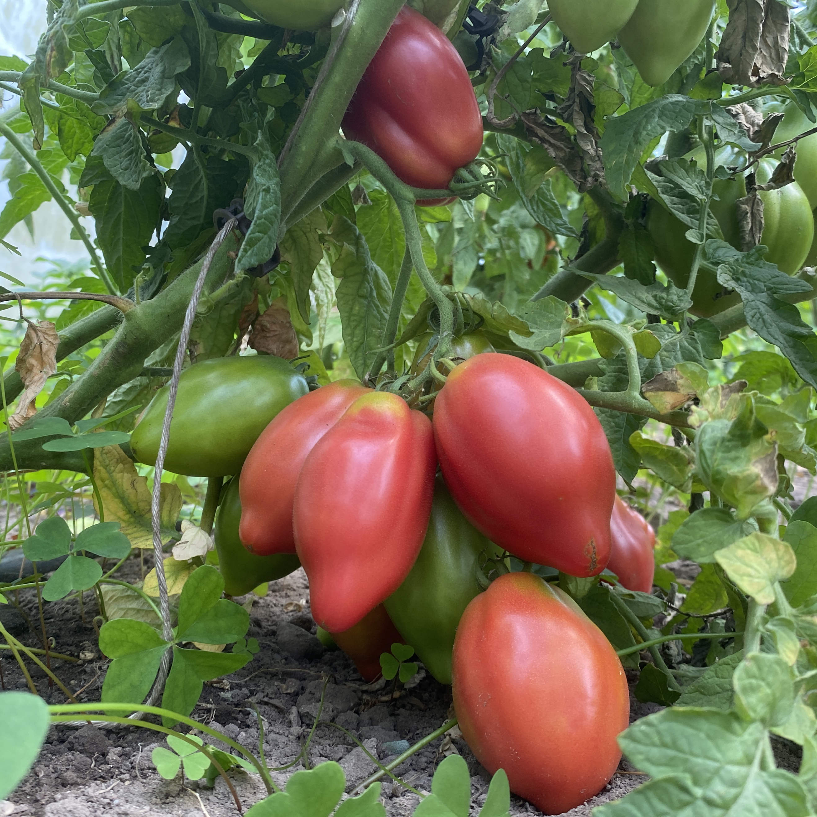 Tomatensaatgut Desperado