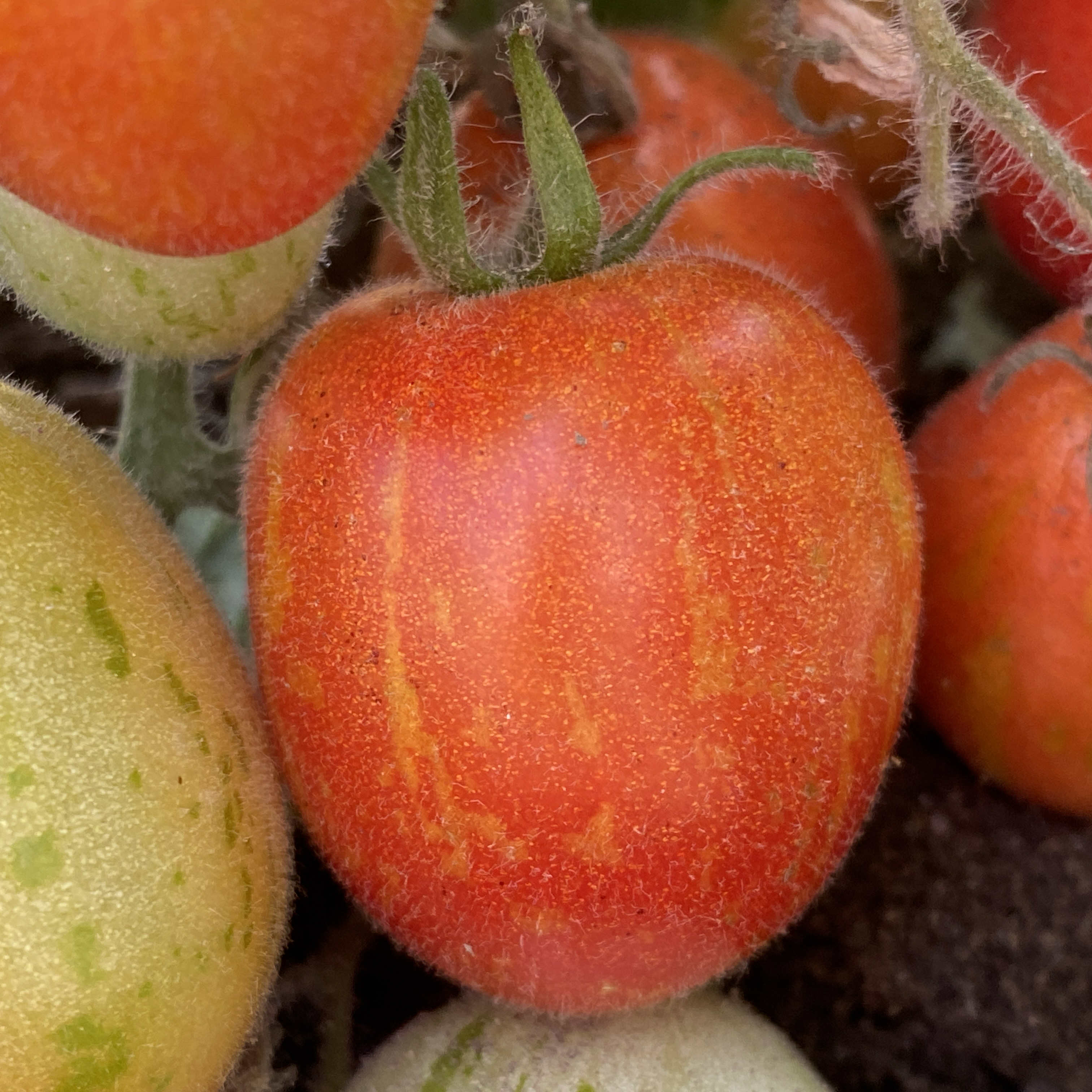 Tomatensaatgut Woolly Zwerg