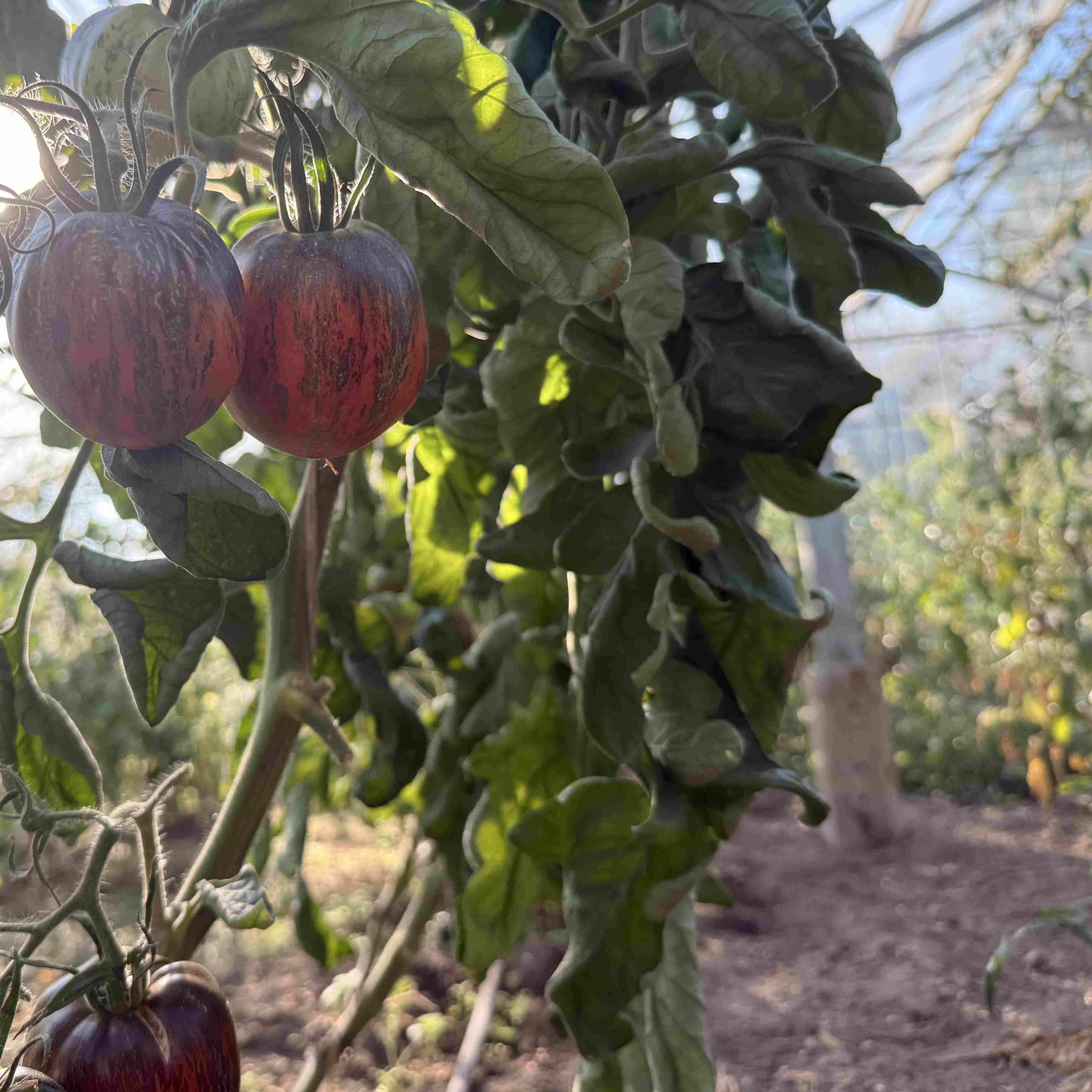 Tomatensaatgut E-Swamp