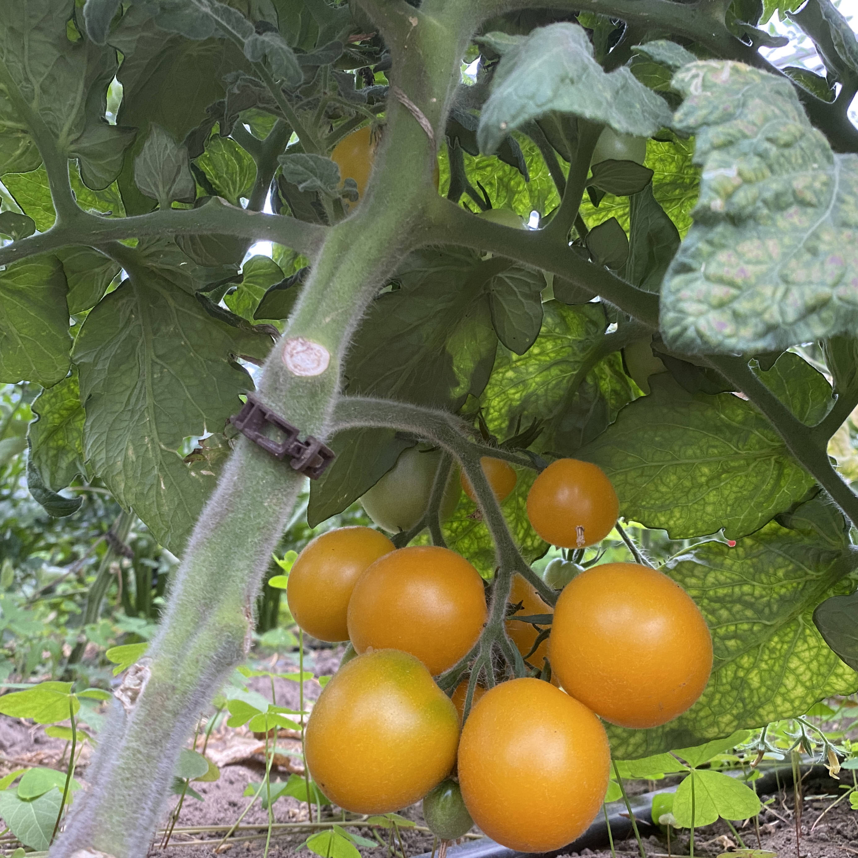 Tomatensaatgut Little Sun