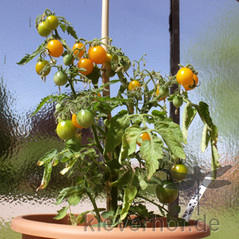 Gelbe Cherry Tomatenpflanze
