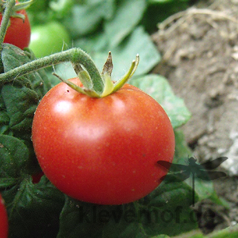 Rote Cherry Tomatenfrüchte