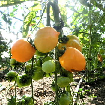 Schöne Gelbe Tomatenvielfalt