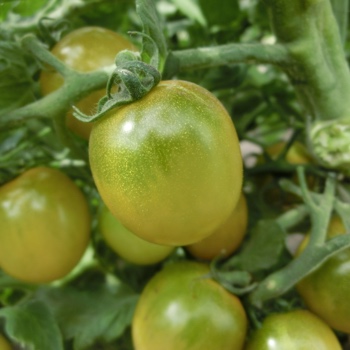 Grün/Gelbe Tomatenvielfalt 