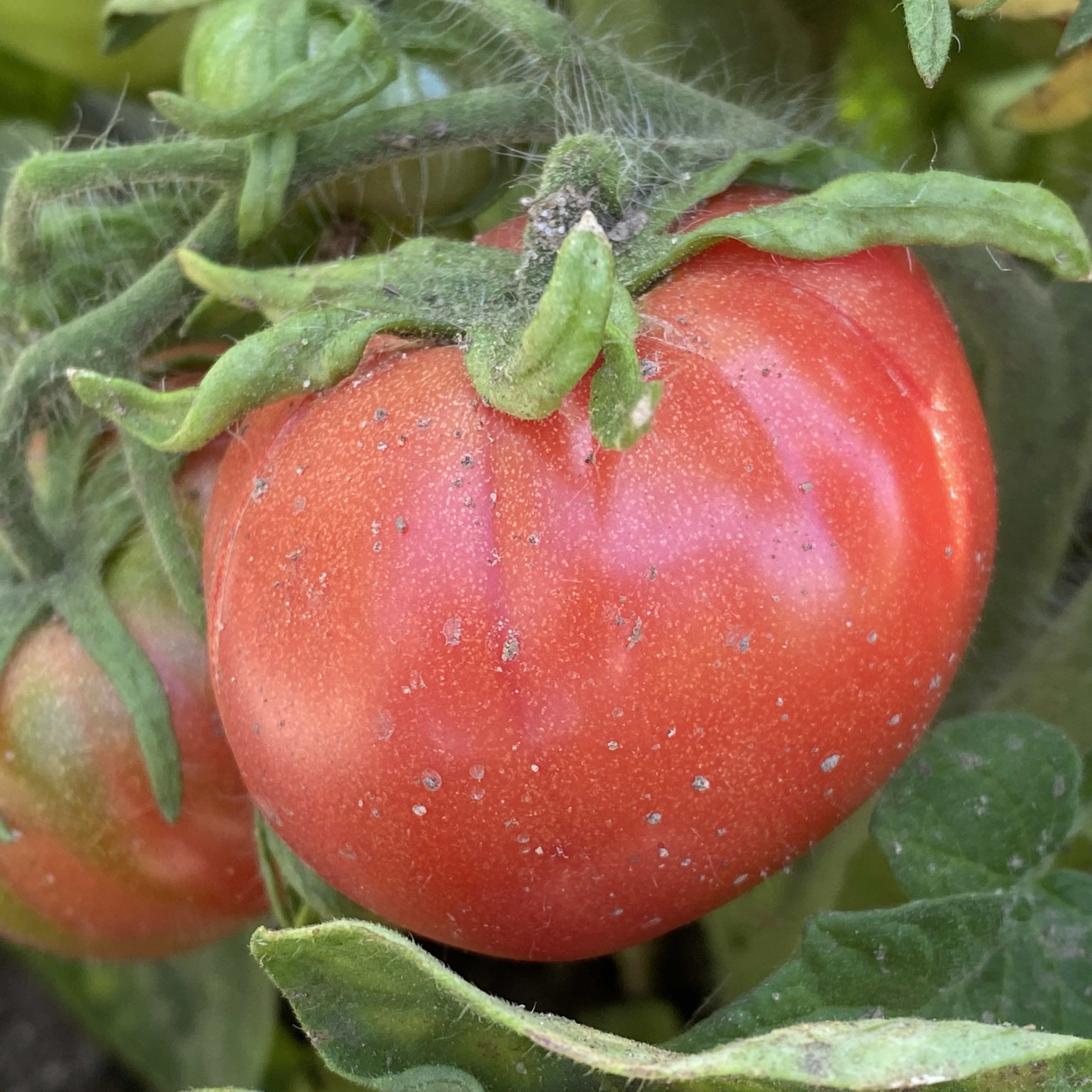 Tomatensaatgut Arctic Rose