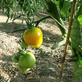 Gelbe Tomatensorte