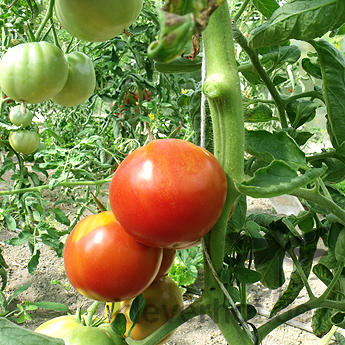 Rote Tomatenvielfalt
