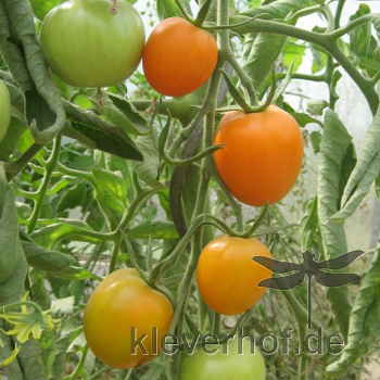 Orange/Gelbe Bio Tomatenvielfalt