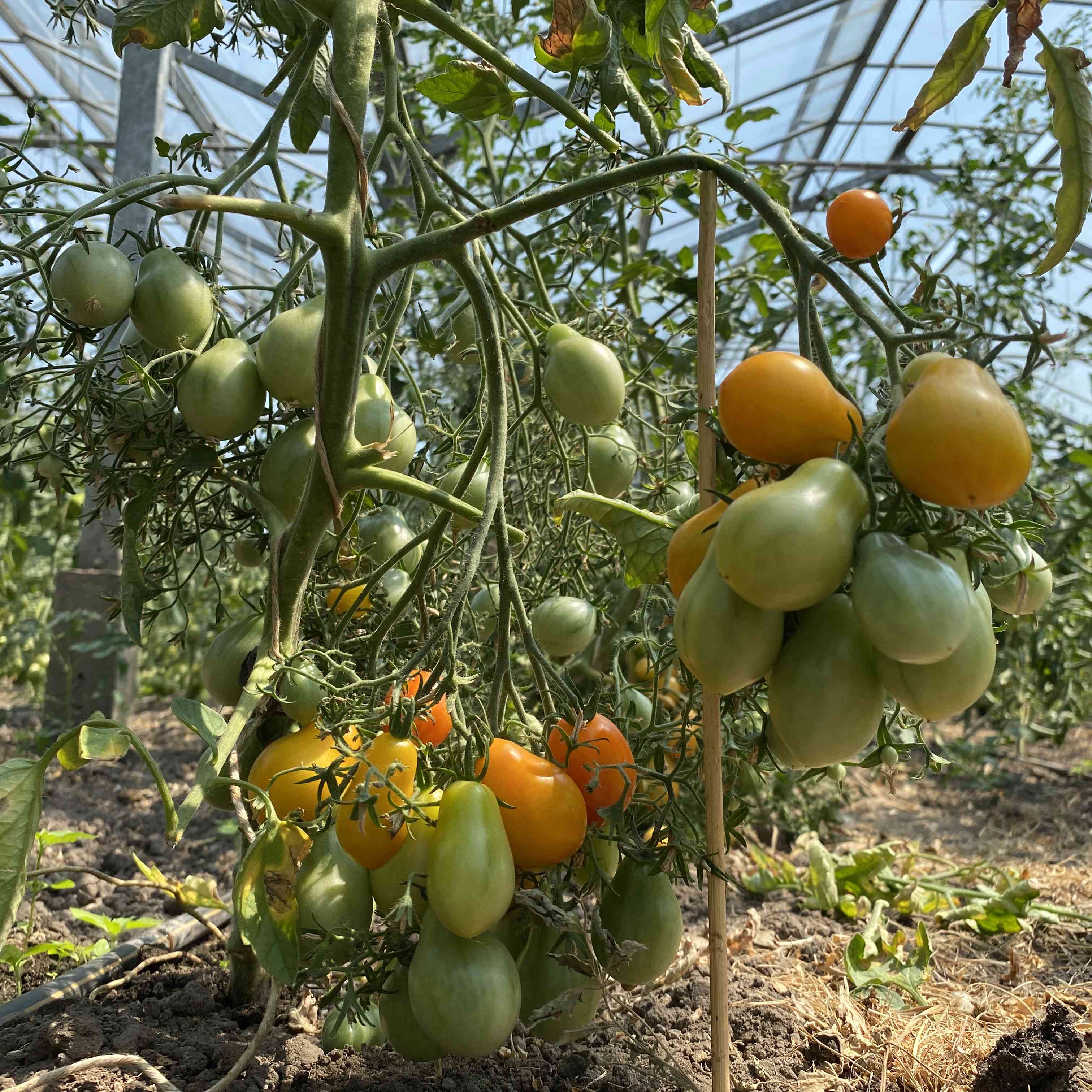 Tomatensaatgut Lufichoice