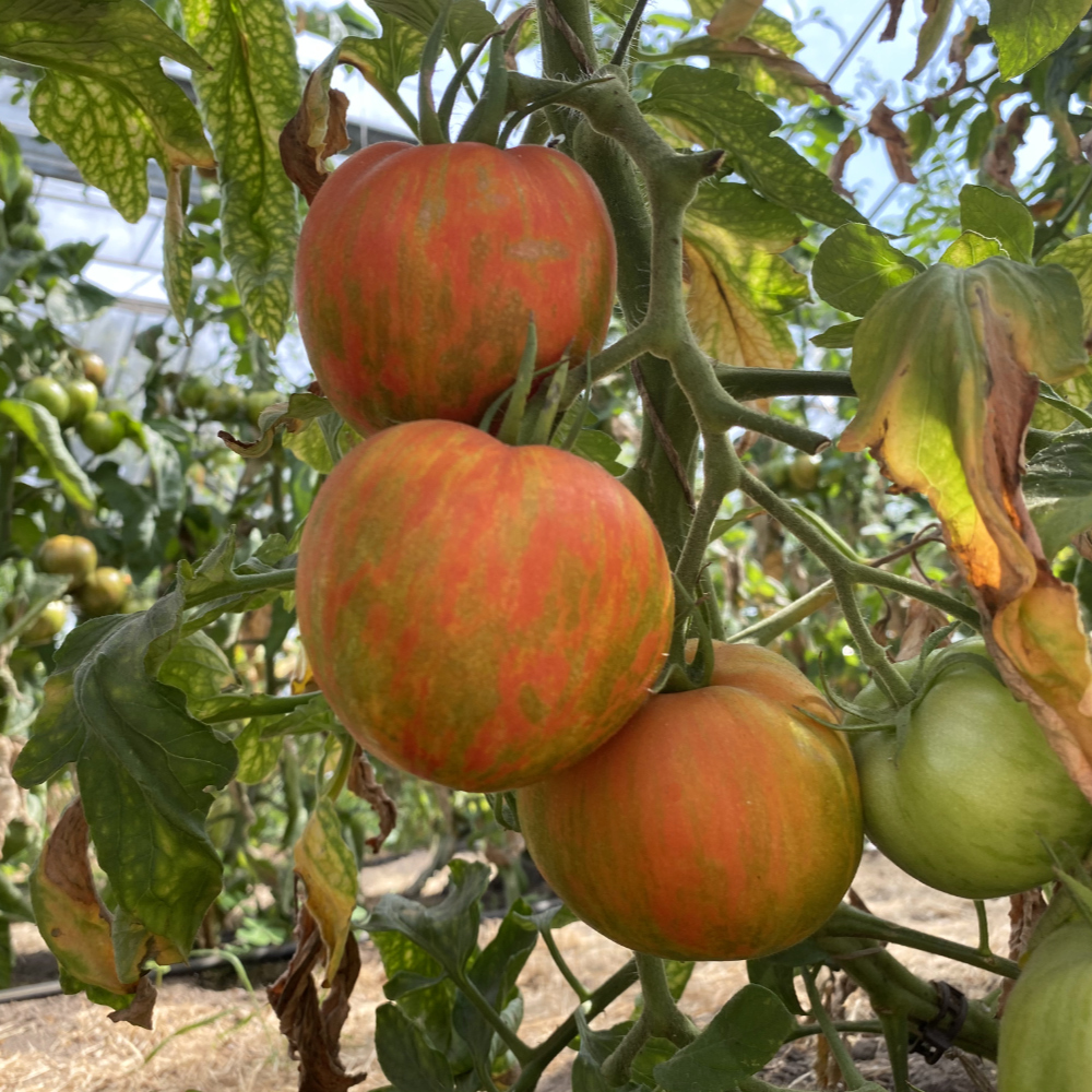 Orange gestreifte Tomatenvielfalt