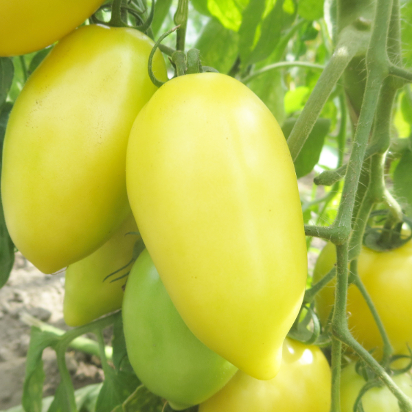 Grün/Gelbe längliche Bio Tomatensorte
