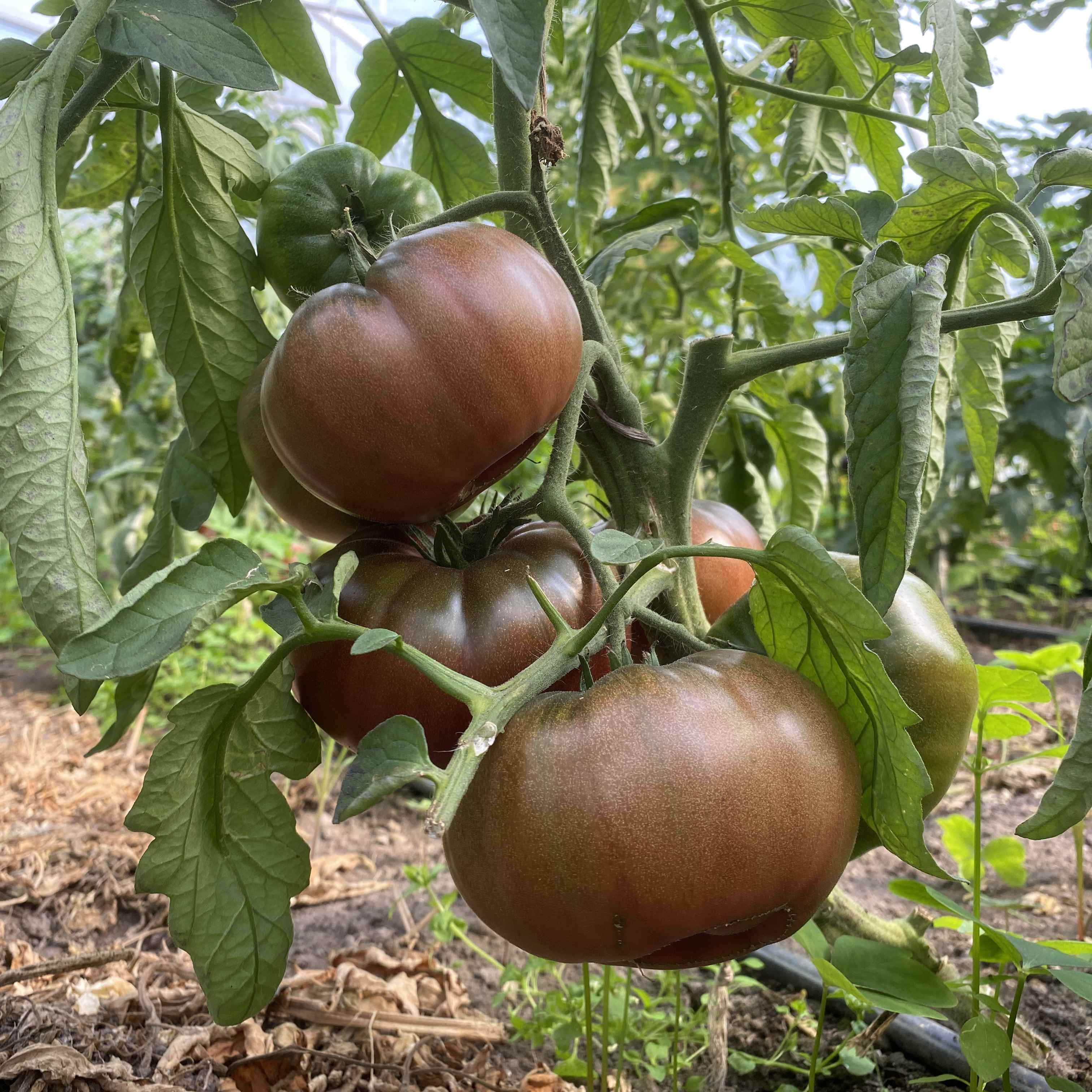 Tomatensaatgut Amazon Chocolate