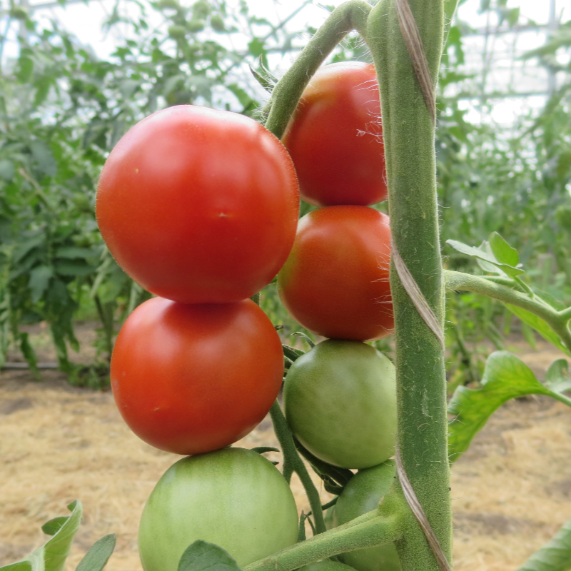 Die Top Produkte - Entdecken Sie bei uns die Tomatensamen alte sorten kostenlos entsprechend Ihrer Wünsche