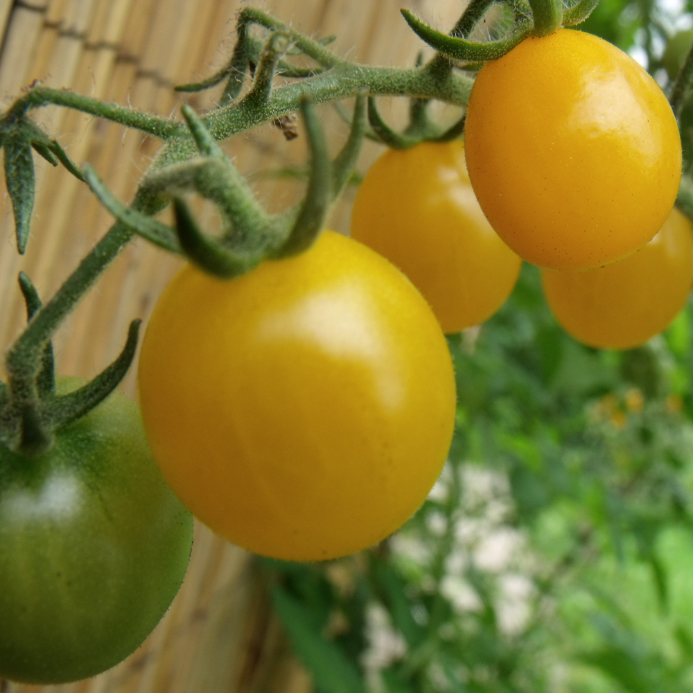 Kleine Gelbe Tomatenvielfalt