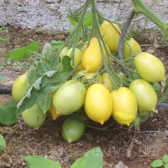 Gelbe Tomatenvielfalt in Birnen Form