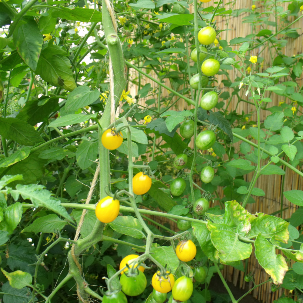Gelbe cherry Tomatenvielfalt