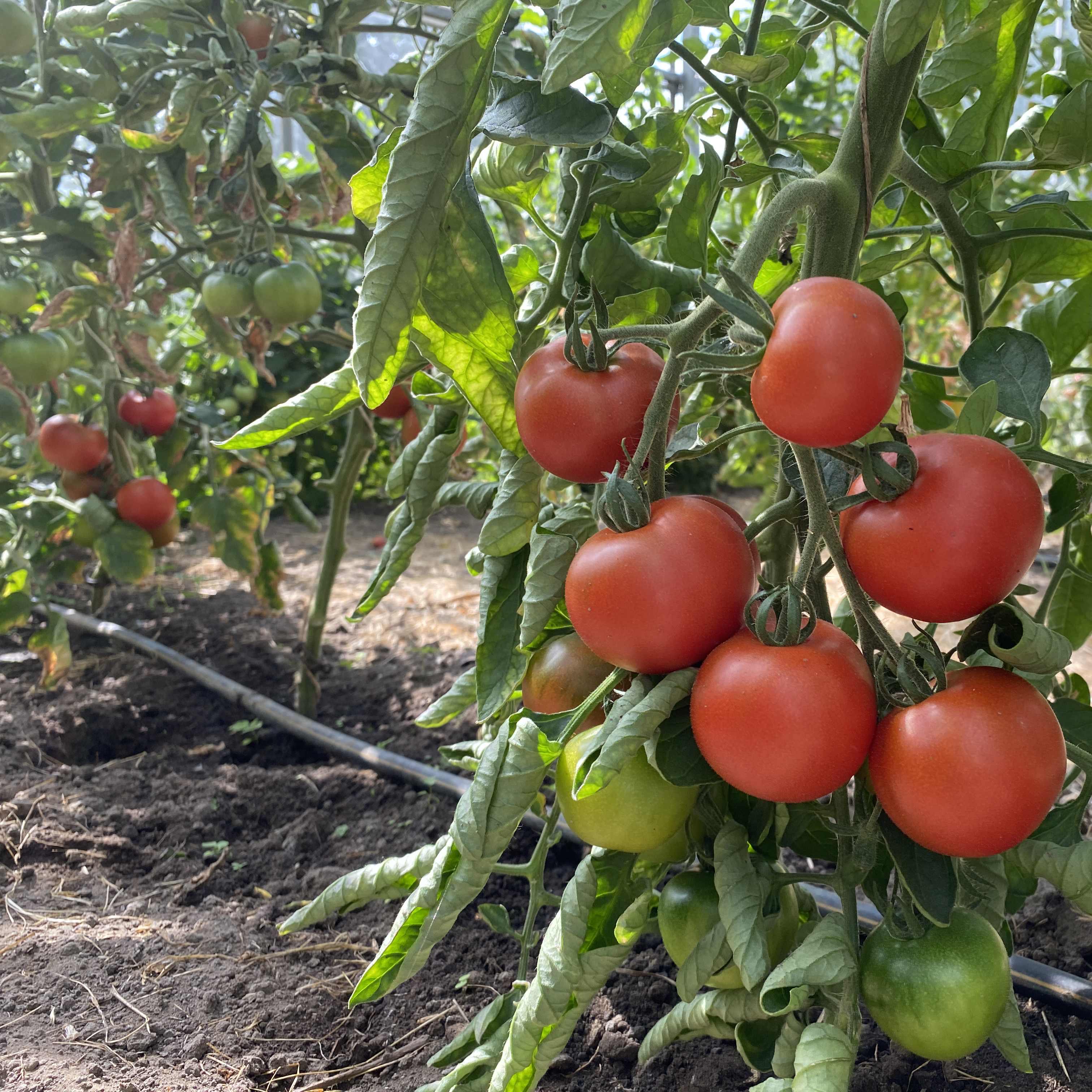 Tomatensaatgut Roter Heinz