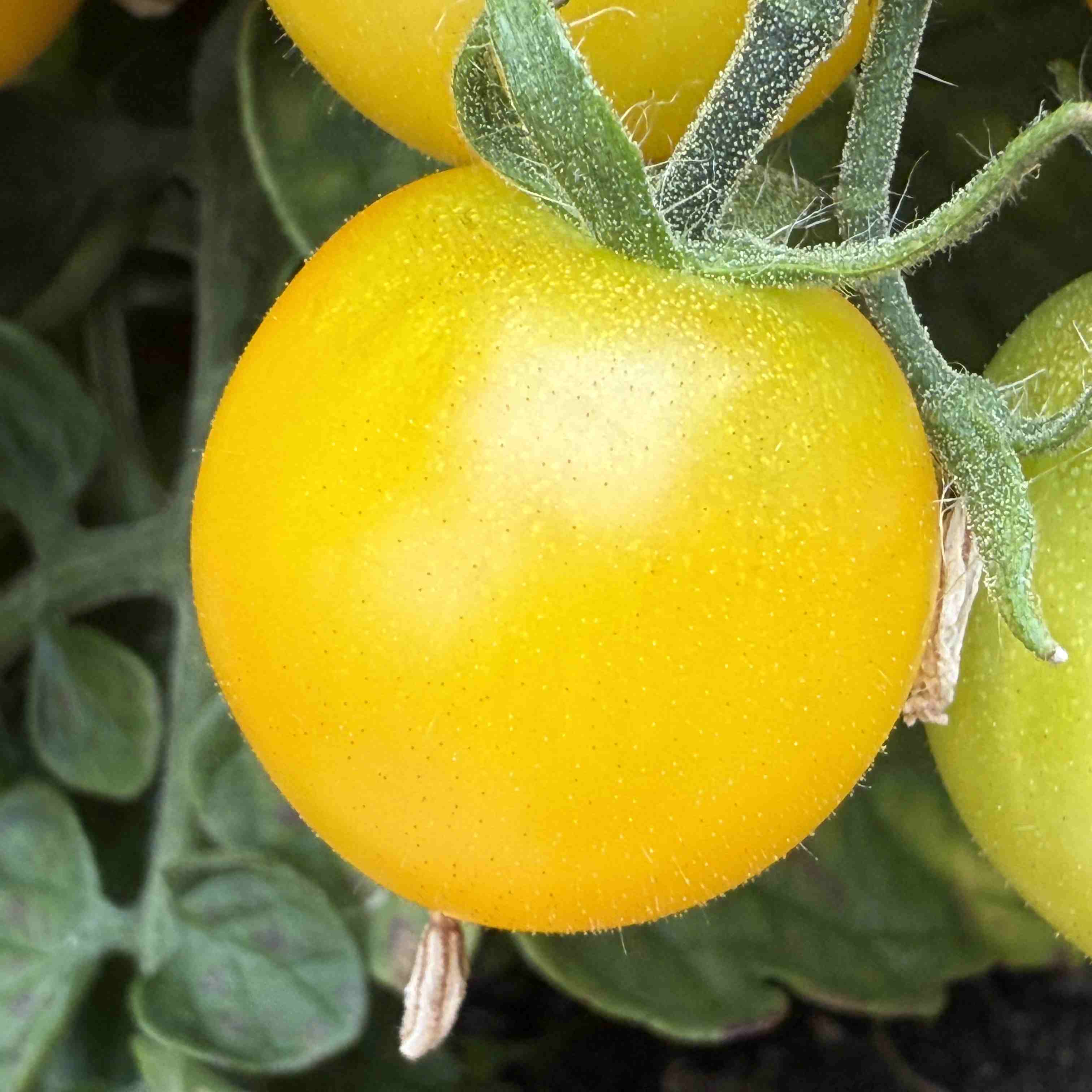 Tomatensaatgut Balconi Yellow