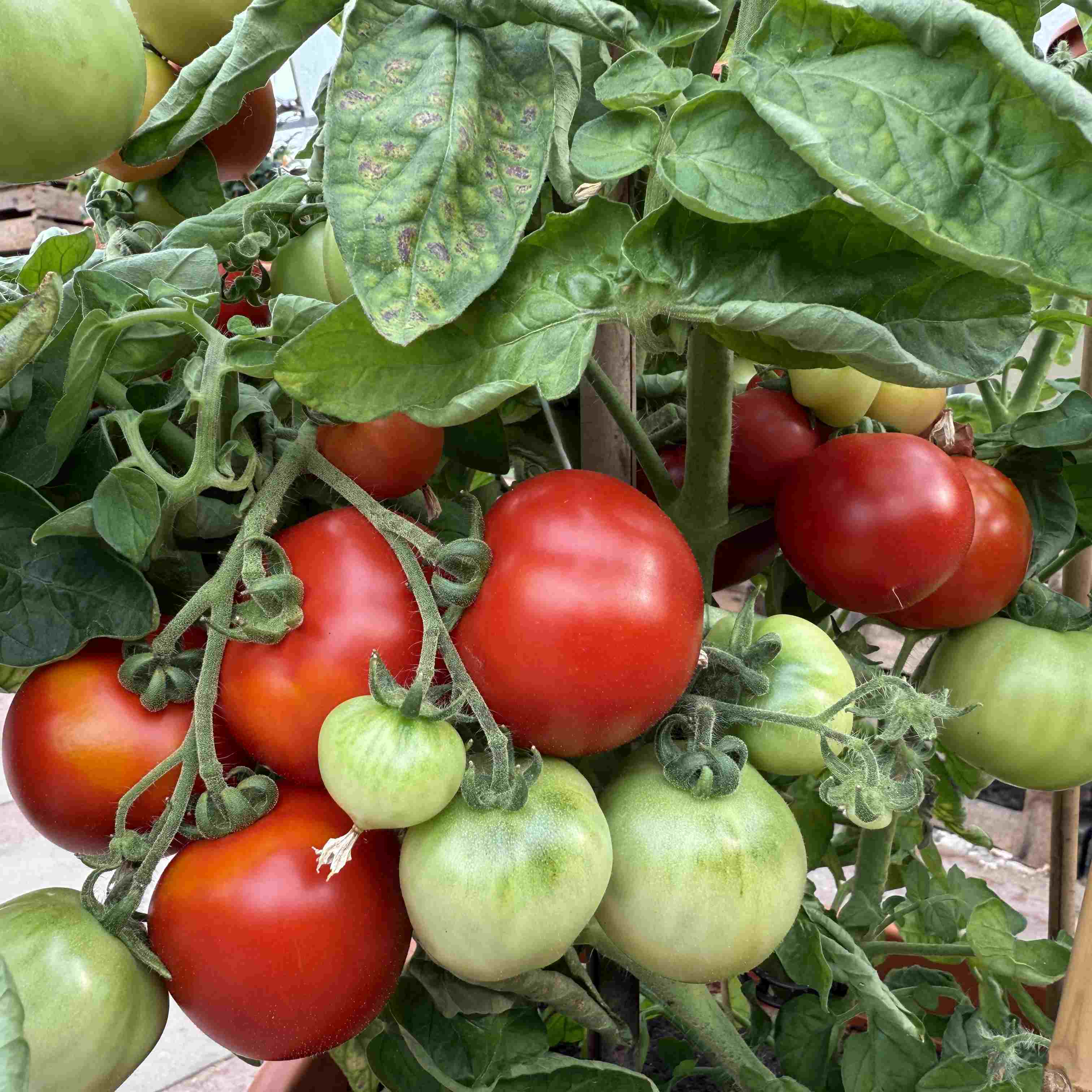 Tomatensaatgut Edelrot