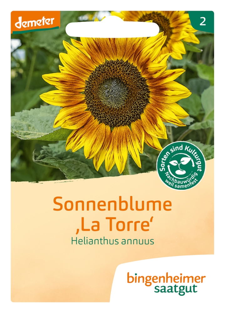 Saatgut Sonnenblume La Torre -B-