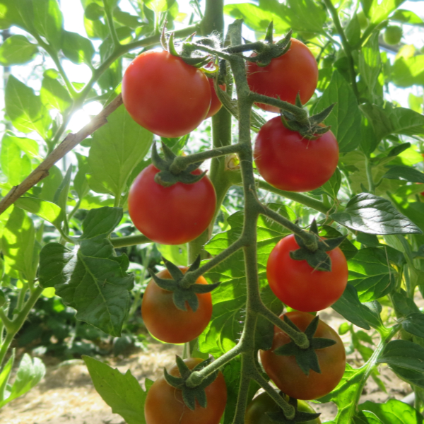 Rote Cherry Tomatenvielfalt