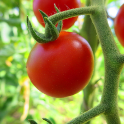 Rote cherry Bio tomate