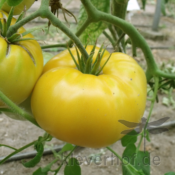 Gelbe Tomatensorte mit Geschmack