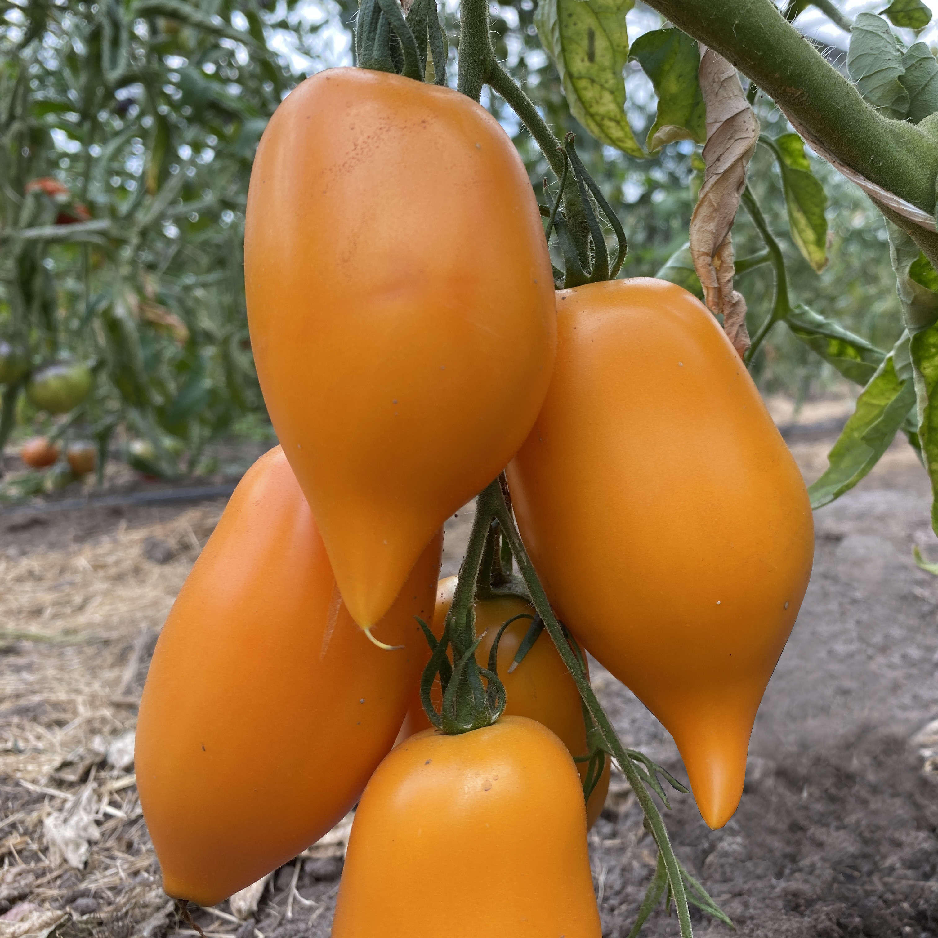 Tomatensaatgut Buratino