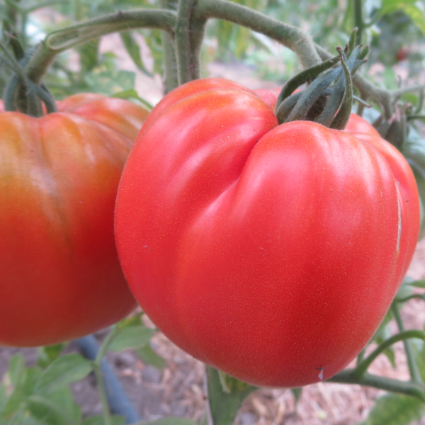 Rote und Pinke Tomatensorte