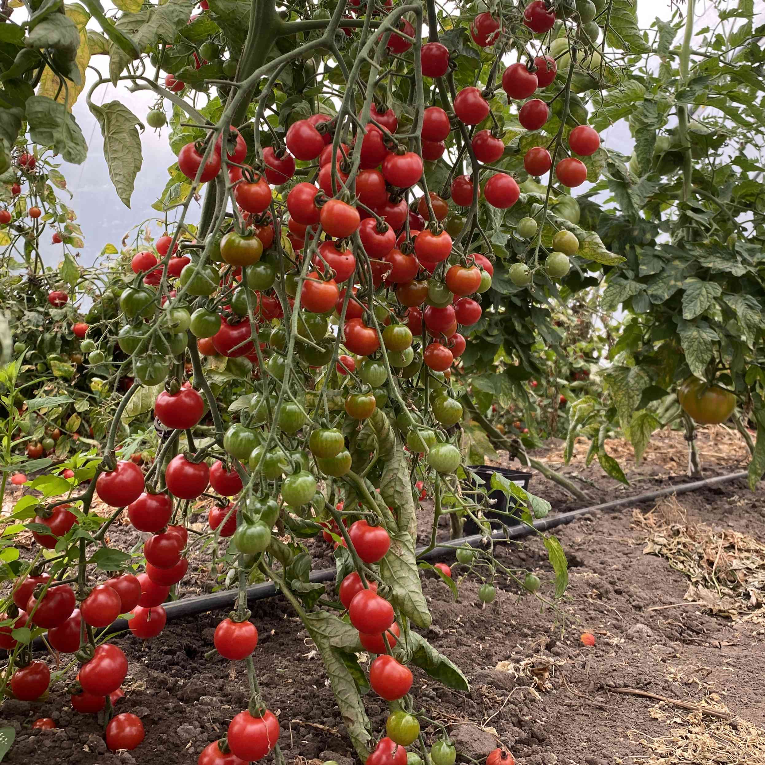 Tomatensaatgut Waltingers Cocktail