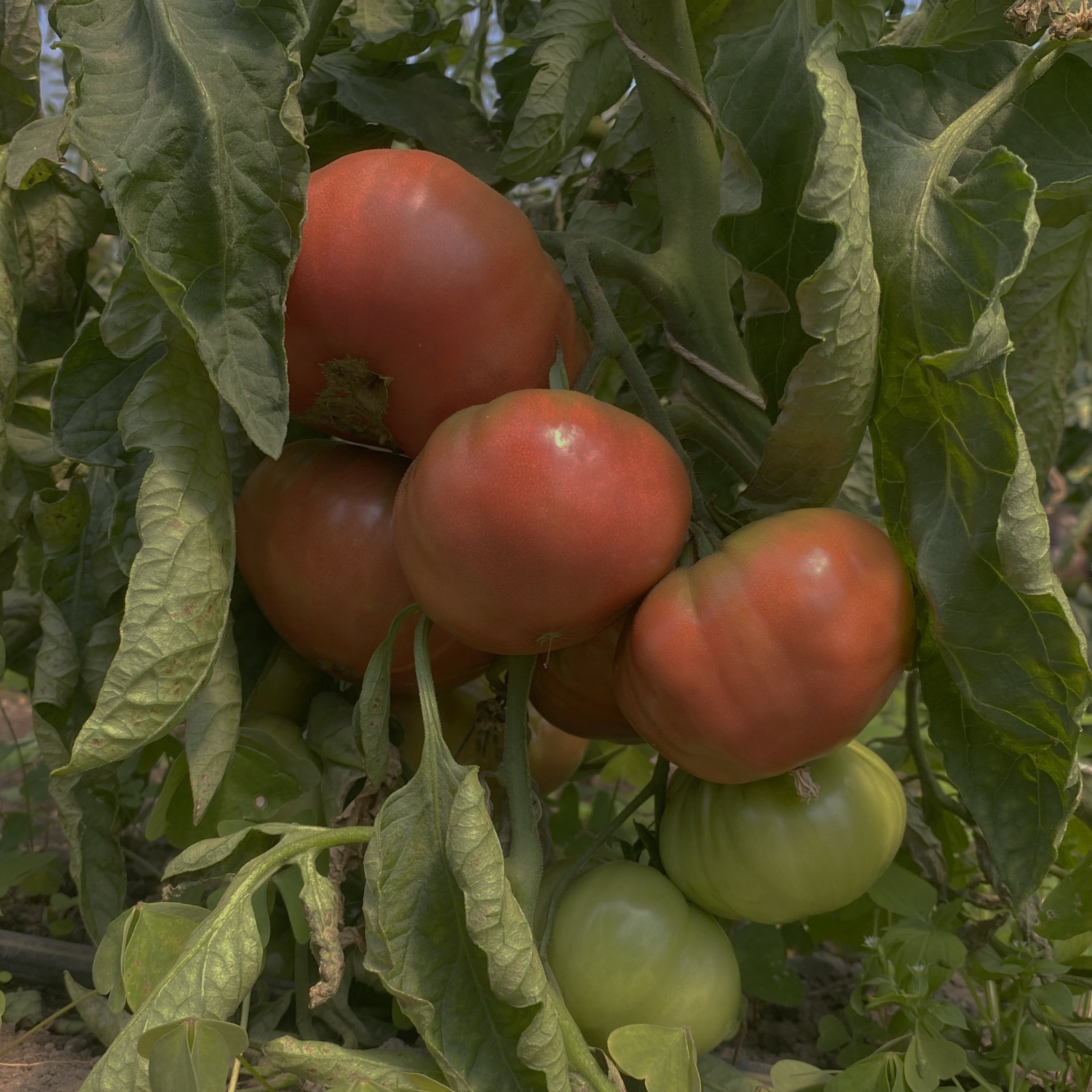 Tomatensaatgut Schwarzer Elefant