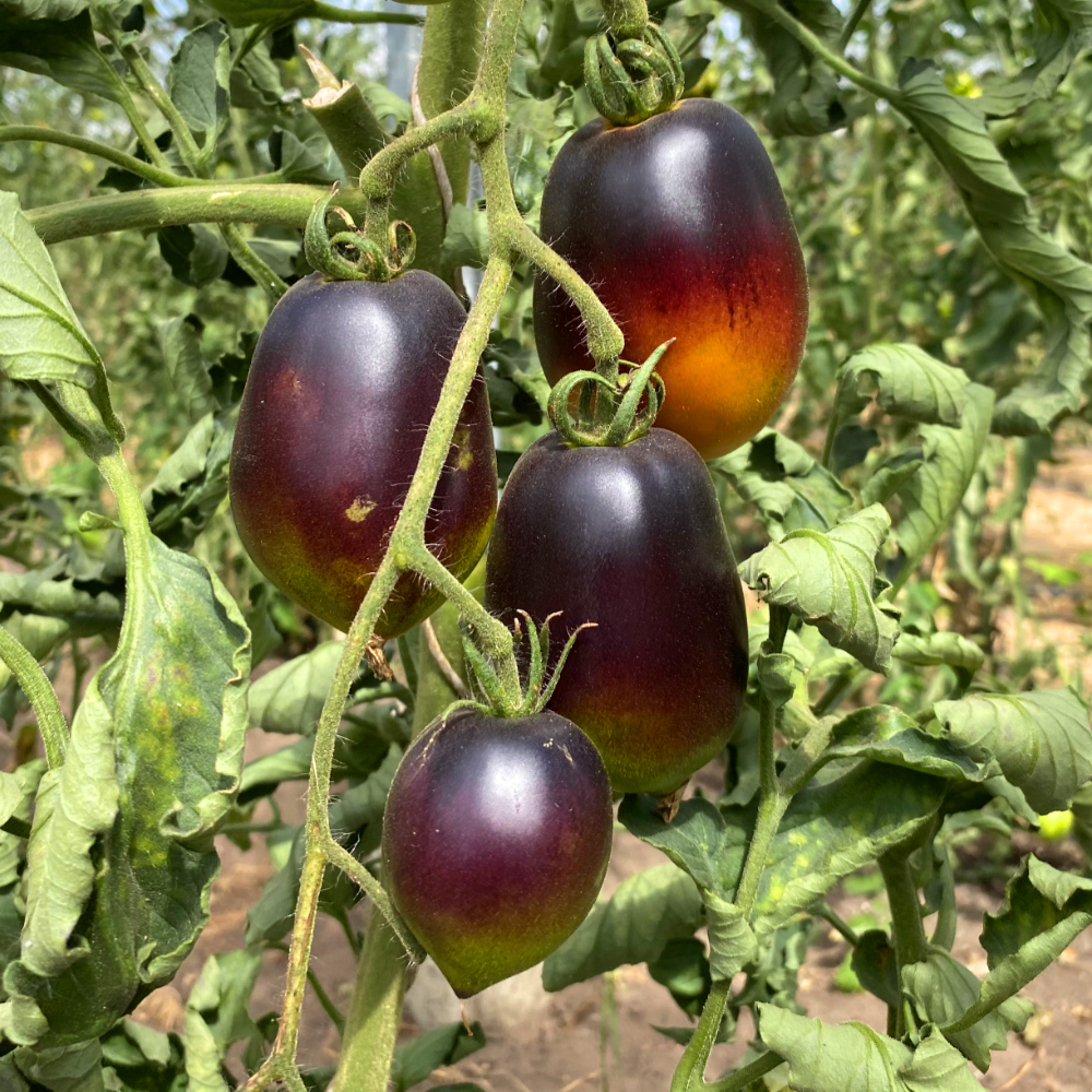 Längliche Blau/Oragne Tomatenrarität