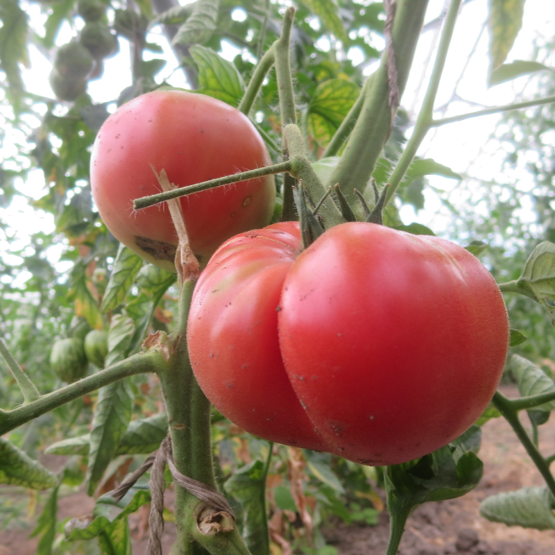 Pink und Rote Tomatenfrucht mit außergewöhnlichem Geschmack