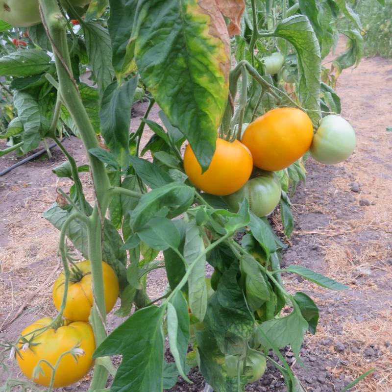 Gelbe Bio Tomate mit wundervollem GEschmack