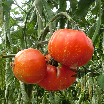 Rote Tomatenpflanze mit Streifen