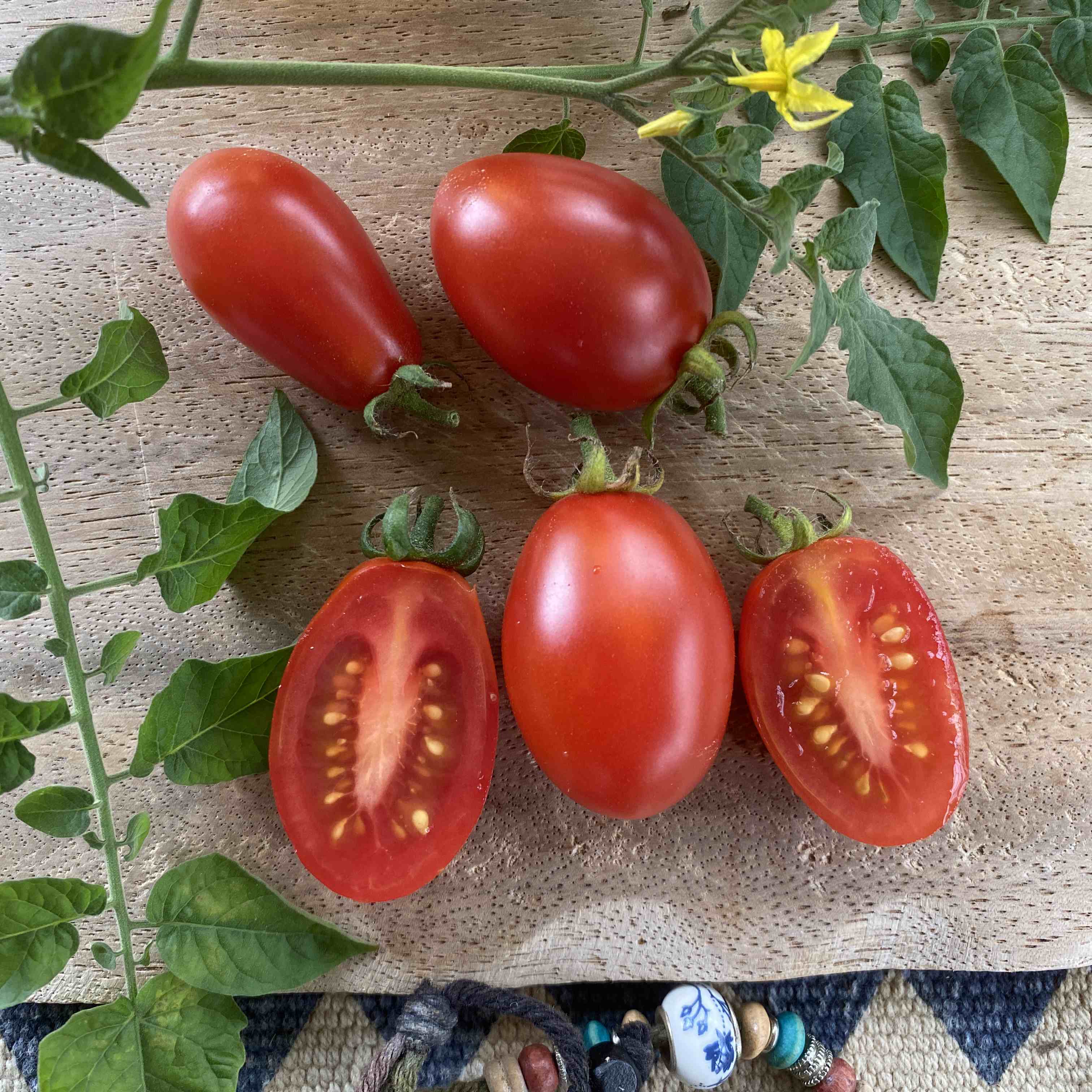 Tomatensaatgut Celsior