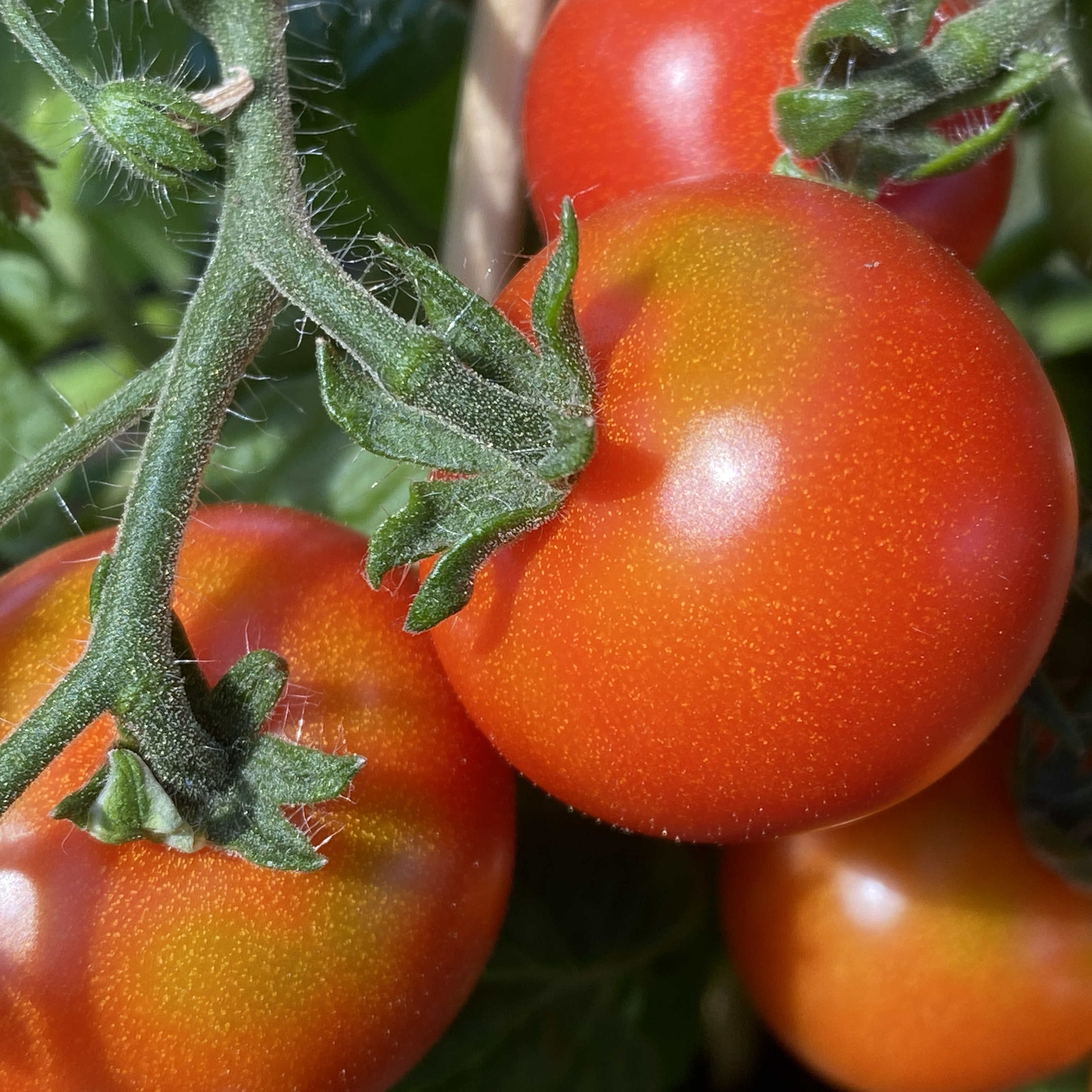 Tomatensaatgut Balconi Red