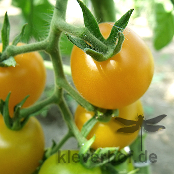 Gelbe Cherry Tomatensorte mit außergewöhnlichem Geschmack