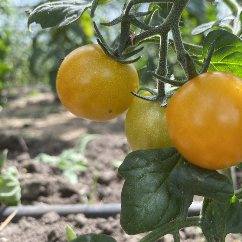 Kleine Gelbe Tomatenfrucht