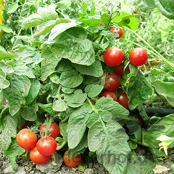 Pelzige Tomatenvielfalt