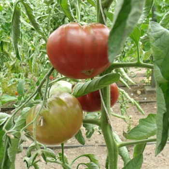 Braune leckere Tomatenvielfalt