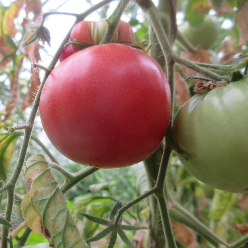 Rote Prachtvolle Tomatensorte