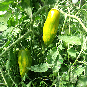 Grün gestreifte längliche wunderschöne Bio Tomate