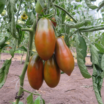 Braune längliche Tomatenvielfalt